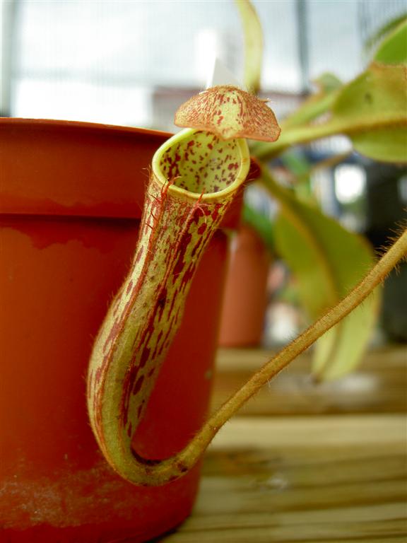 Nepenthes stenophylla